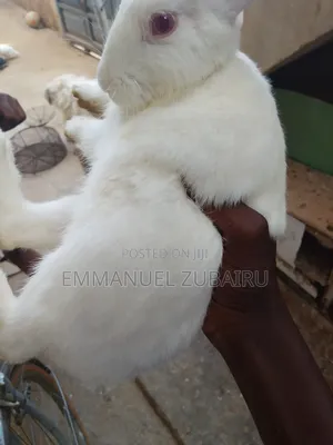 Emmy's Pets