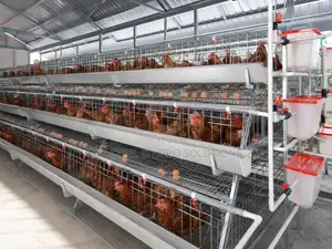 Layer Poultry Battery Cage System for Chickens With Feeding Drinking