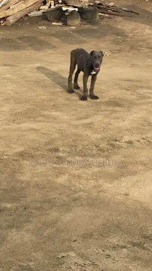 3-6 months Female Purebred Cane Corso