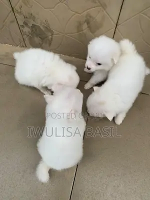 1-3 months Female Purebred American Eskimo