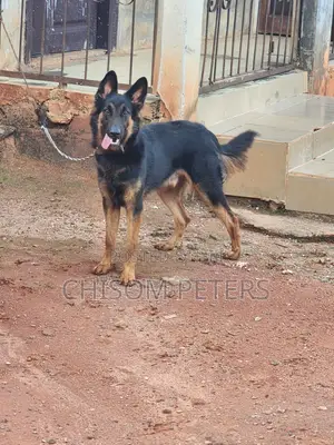 6-12 months Male Purebred German Shepherd