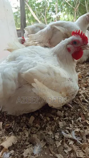Fresh Chicken, White Meat