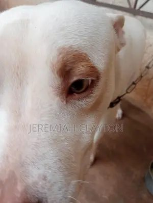3-6 months Male Purebred American Pit Bull Terrier