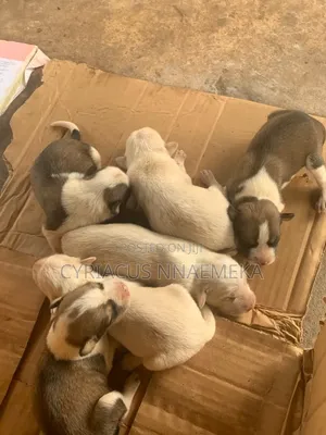 0-1 month Male Mixed Breed Dog