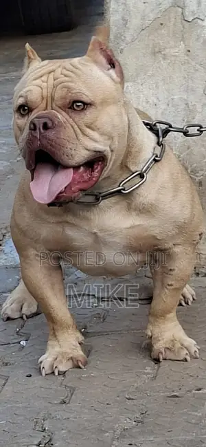 1+ year Male Purebred American Bully
