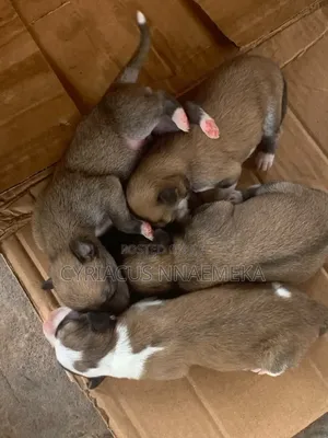 0-1 month Female Mixed Breed Dog