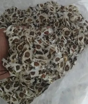 Moringa Seed for Planting ( 1kg #6000)