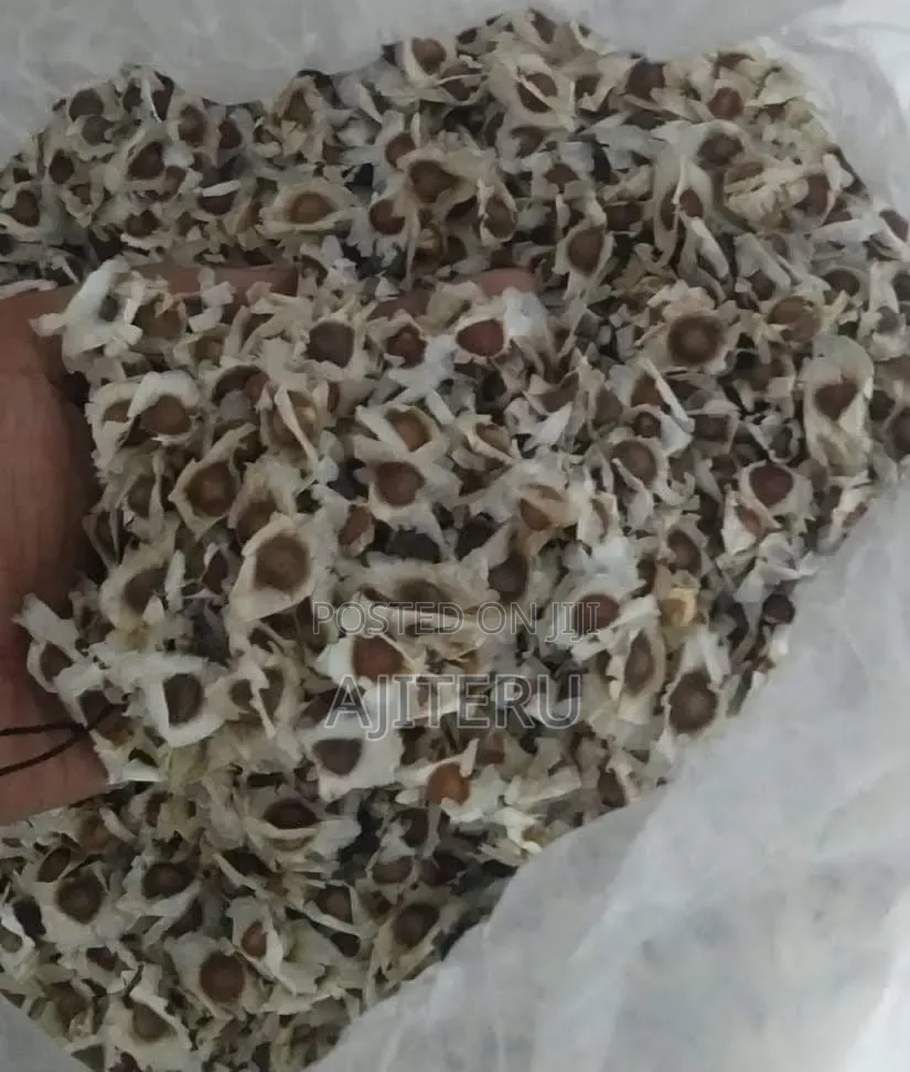 Moringa Seed for Planting ( 1kg #6000)