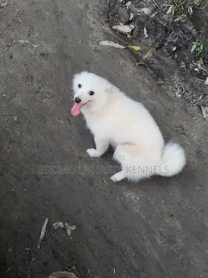 1+ year Male Purebred American Eskimo