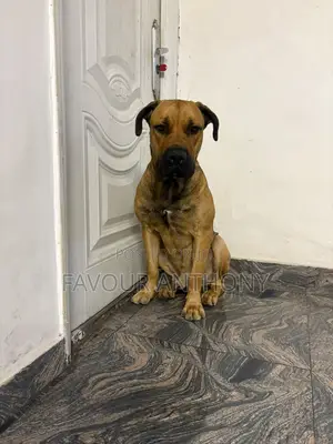 1+ year Male Purebred Boerboel