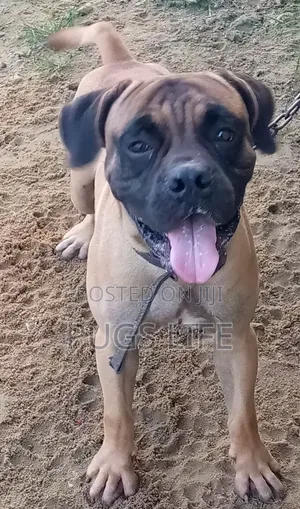 1+ year Male Purebred Boerboel