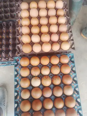 Egg for Sell