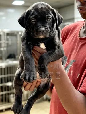 1-3 months Female Purebred Boerboel