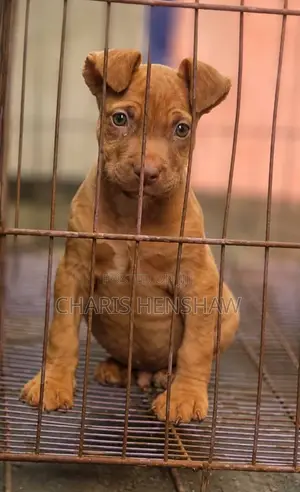 1-3 months Male Purebred American Pit Bull Terrier