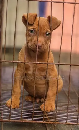 1-3 months Male Purebred American Pit Bull Terrier