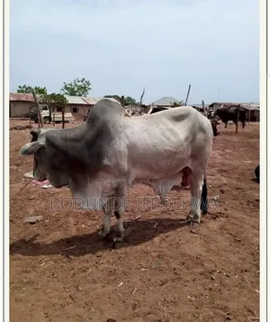 Gigantic Cow for Sale