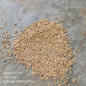 Long Grains Paddy Rice