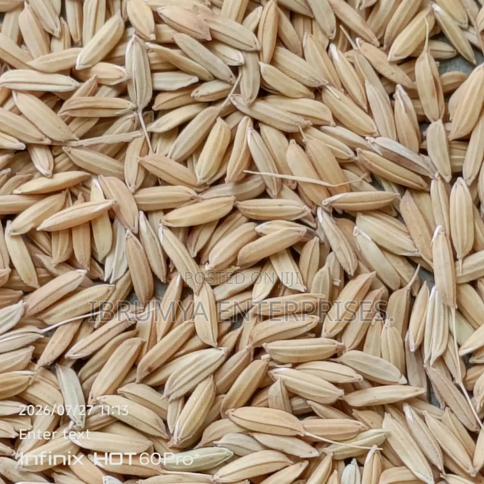 Long Grains Paddy Rice