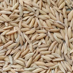 Long Grains Paddy Rice