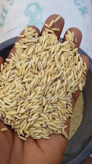 Long Grains Paddy Rice