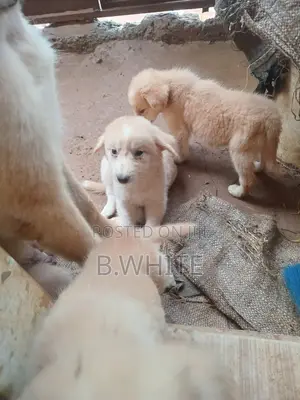 1-3 months Female Mixed Breed Caucasian Shepherd