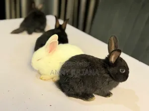 Black New Zealand Rabbit for Sale