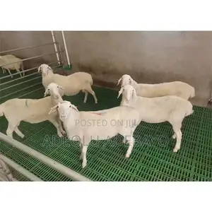 Plastic Slate Floor for Goats and Ram