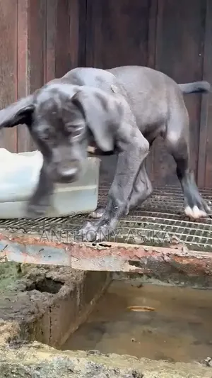 1-3 months Female Purebred Cane Corso