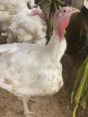 Foreign Mature Turkey and Chicken.