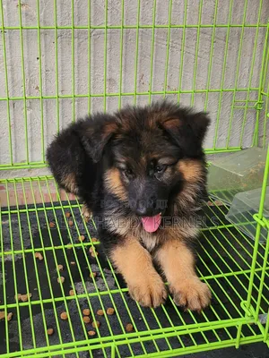 1-3 months Female Purebred German Shepherd