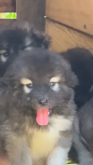1-3 months Female Purebred Caucasian Shepherd