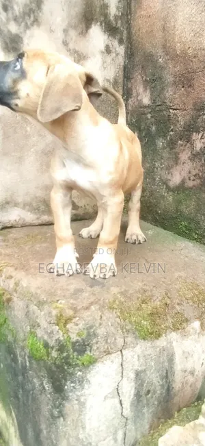 1-3 months Female Purebred Boerboel