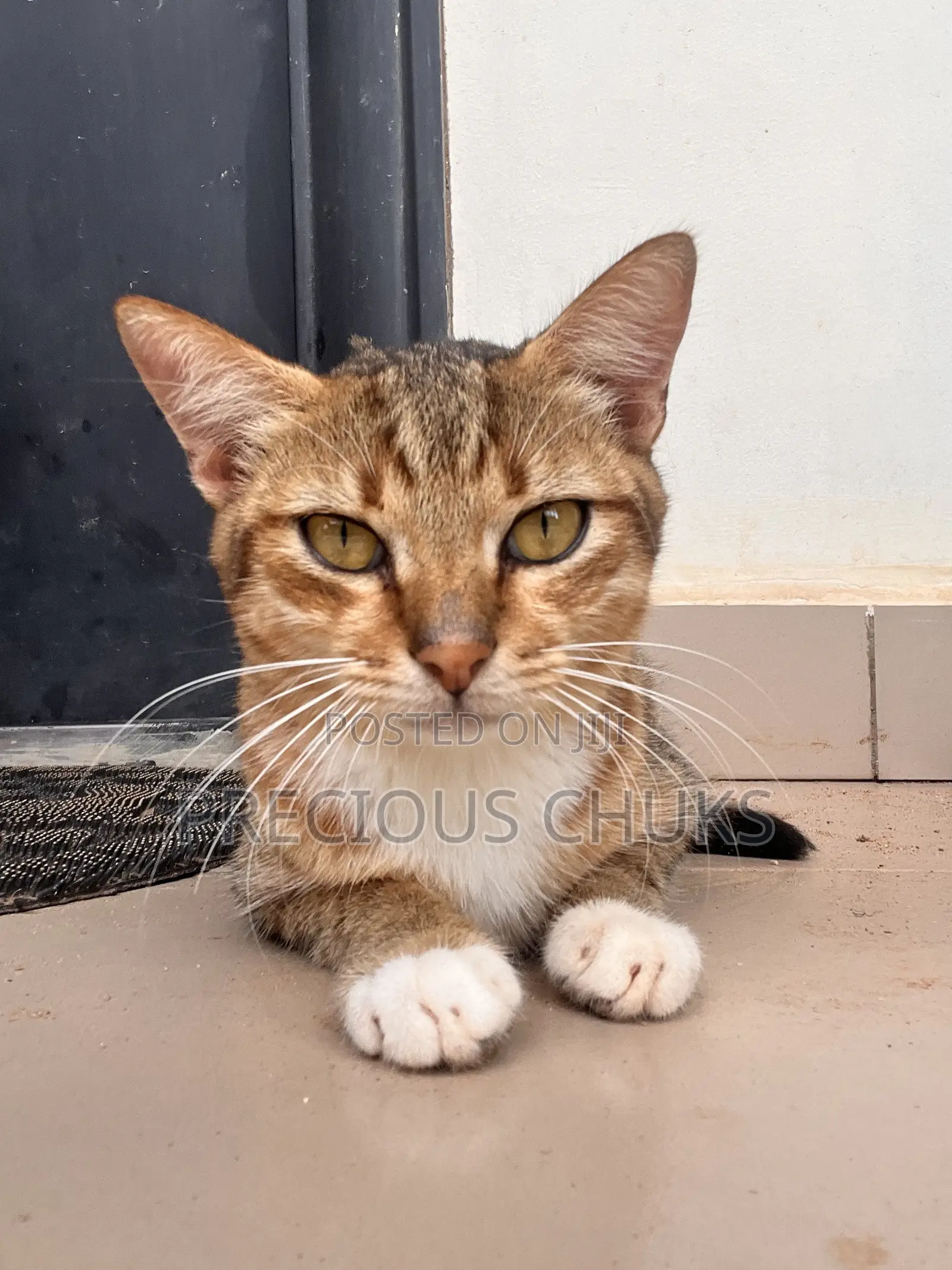6-12 months Male Mixed Breed Cat