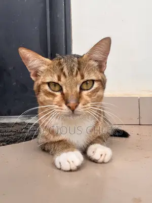 6-12 months Male Mixed Breed Cat
