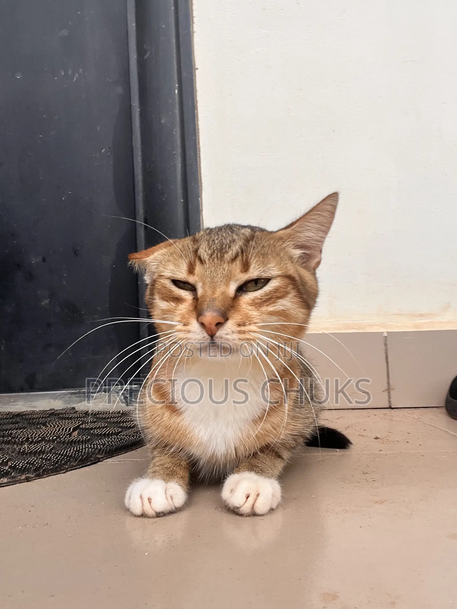 6-12 months Male Mixed Breed Cat