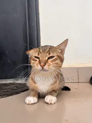6-12 months Male Mixed Breed Cat