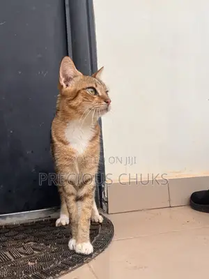 6-12 months Male Mixed Breed Cat