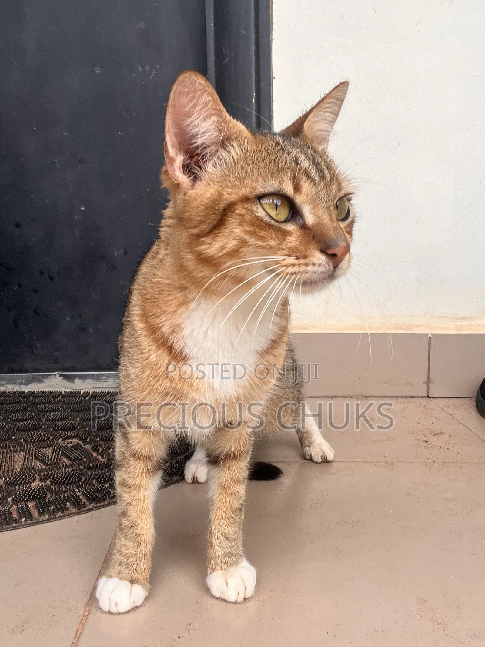 6-12 months Male Mixed Breed Cat