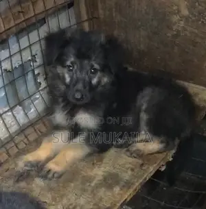 1-3 months Male Purebred German Shepherd
