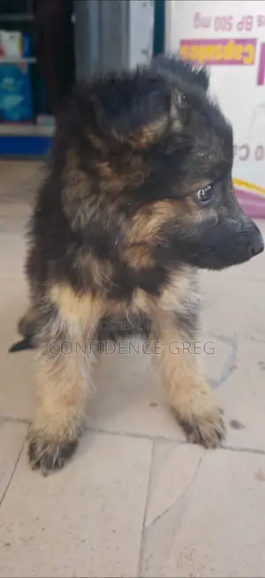 1-3 months Male Purebred German Shepherd