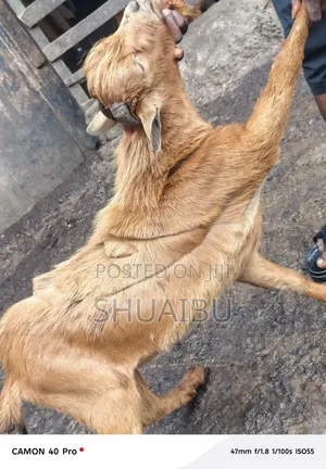 Native Goats Rams and Cows at Affordable Prices