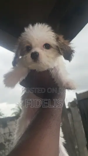 1-3 months Male Purebred Lhasa Apso