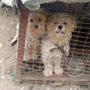 1+ year Female Purebred Lhasa Apso
