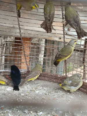 Pair of Canary Bird Plus Small Wooden Cage Feed