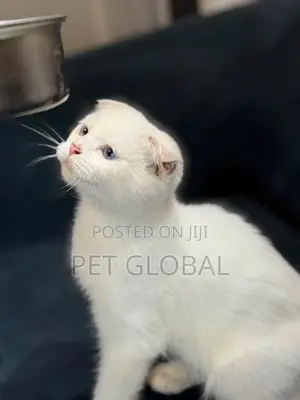 1-3 months Male Purebred Scottish Fold