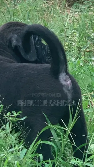 1-3 months Male Purebred Boerboel