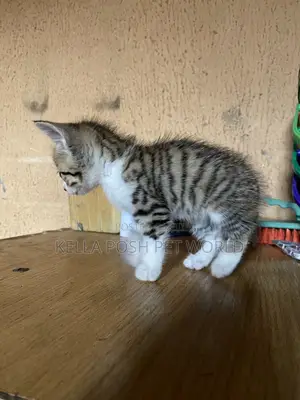 0-1 month Male Purebred American Shorthair