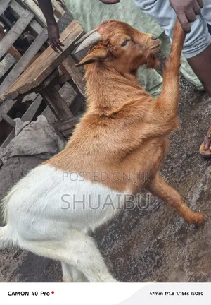 Life Goats Rams and Cows Cheap