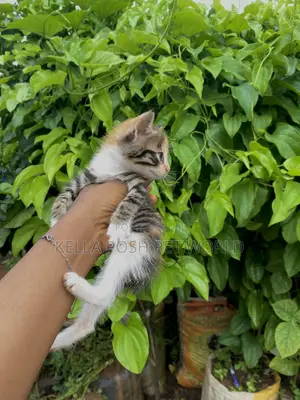 0-1 month Female Purebred American Shorthair