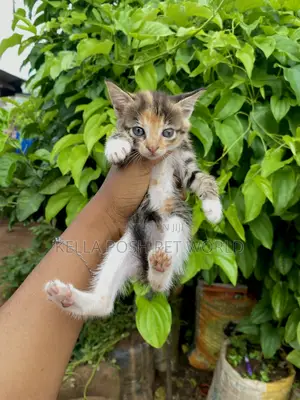 0-1 month Female Purebred American Shorthair